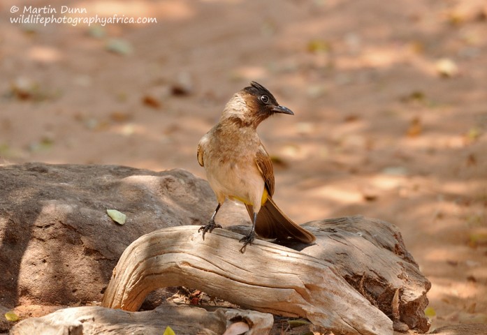 Dark Capped Bulbul - (Pycnonotus tricolor)