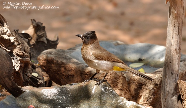 Dark Capped Bulbul - (Pycnonotus tricolor)