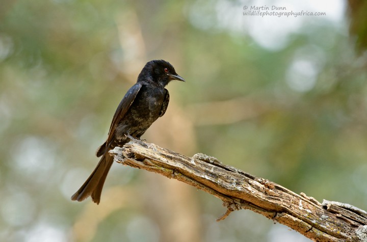 Fork Tailed Drongo - (Dicrurus adsimilis)