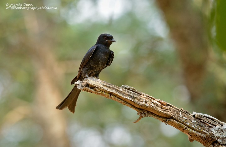 Fork Tailed Drongo -(Dicrurus adsimilis)