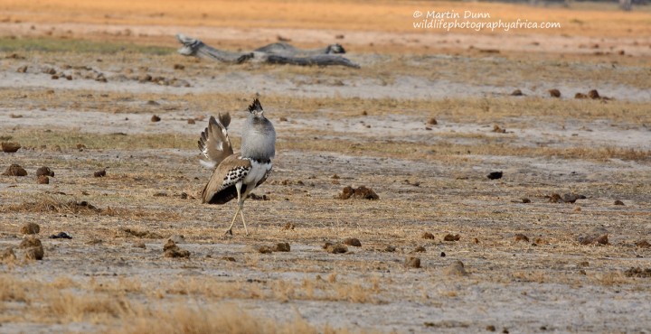 Kori Bustard - Ardeotis kori - showing courting plumage