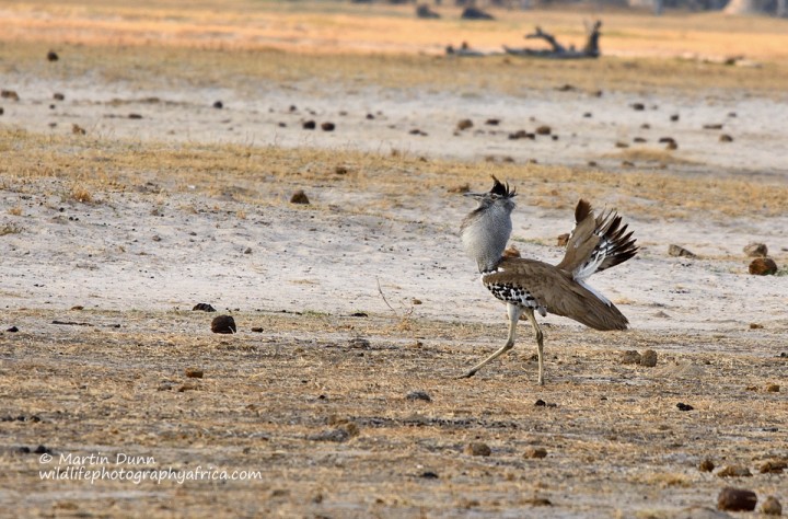 Kori Bustard - Ardeotis kori - showing courting plumage