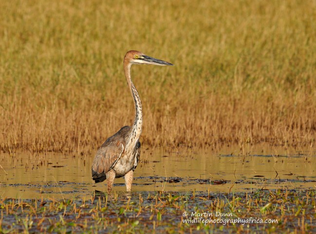 Goliath Heron - (Ardea goliath)