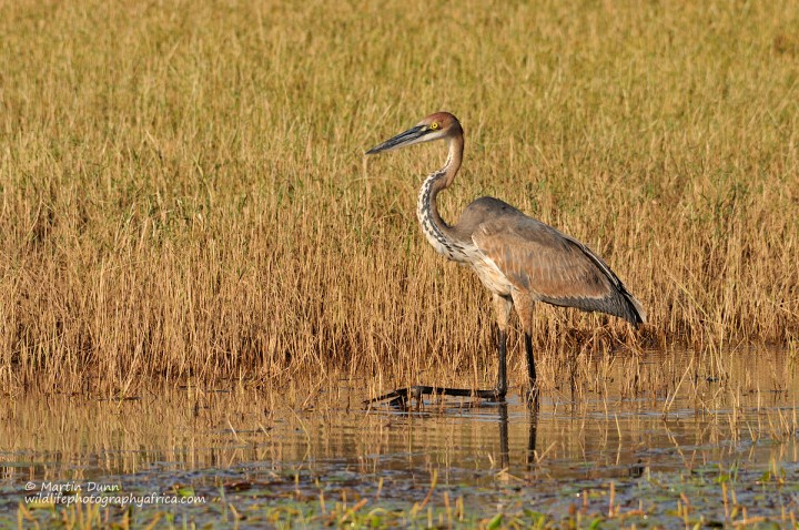 Goliath Heron - (Ardea Goliath)