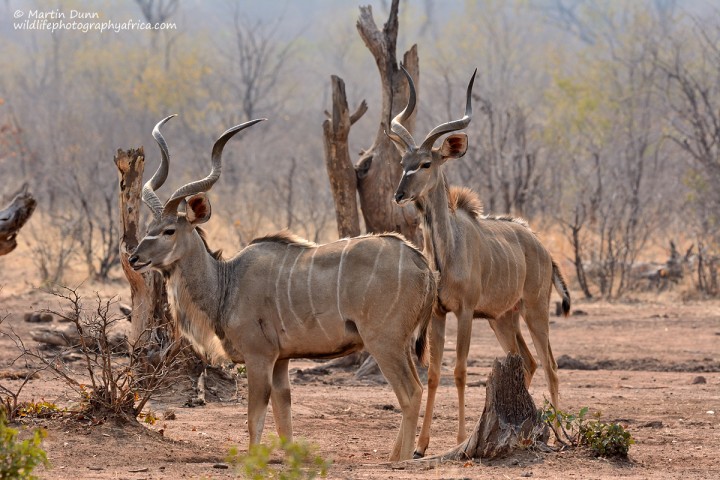 Greater Kudu Rams