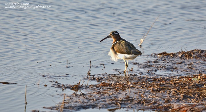 Greater Painted Snipe - (Rostratula benghalensis)