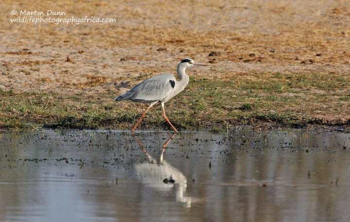 Grey Heron - Ardea cinerea