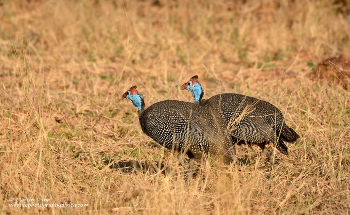 Helmeted Guineafowl - (Numida meleagris)