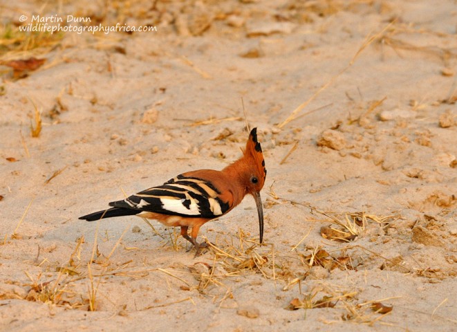 African Hoopoe - Upupa africana