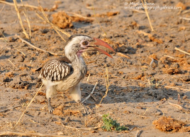 Red Billed Hornbill