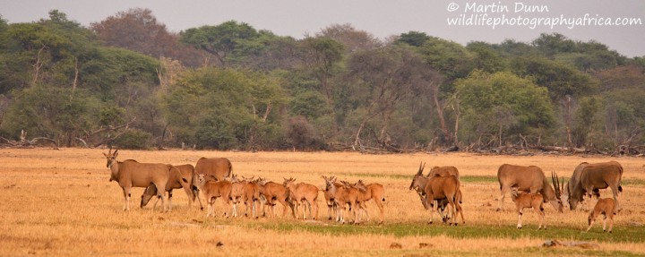 Eland - Hwange NP