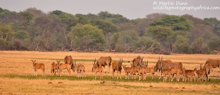 Eland - Hwange NP