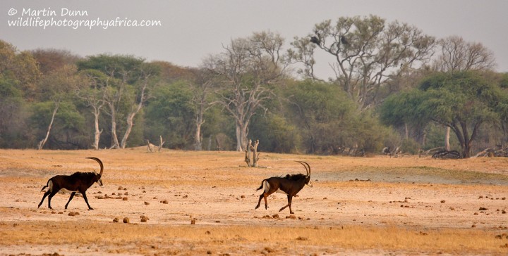 Sable Antelope - Hwange NP