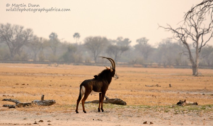 Sable Antelope - Hwange NP