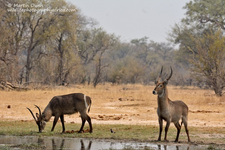 Common Waterbuck