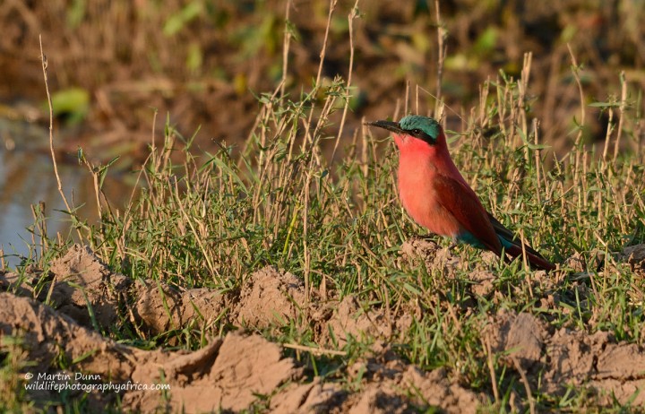 Southern Carmine Bee Eater - (Merops rubicoides)