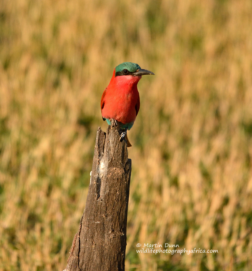 Southern Carmine Bee Eater - (Merops rubicoides)