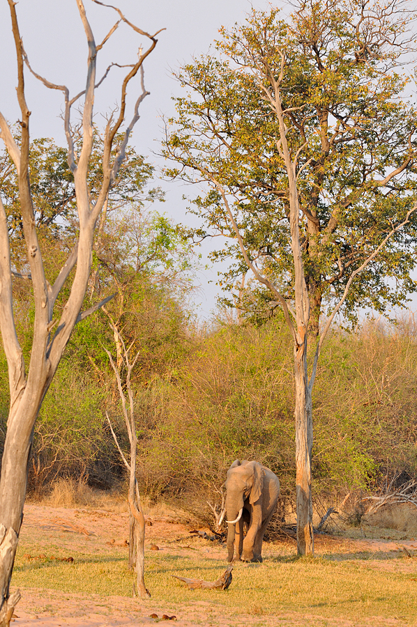 Elephant - Lake Kariba shore