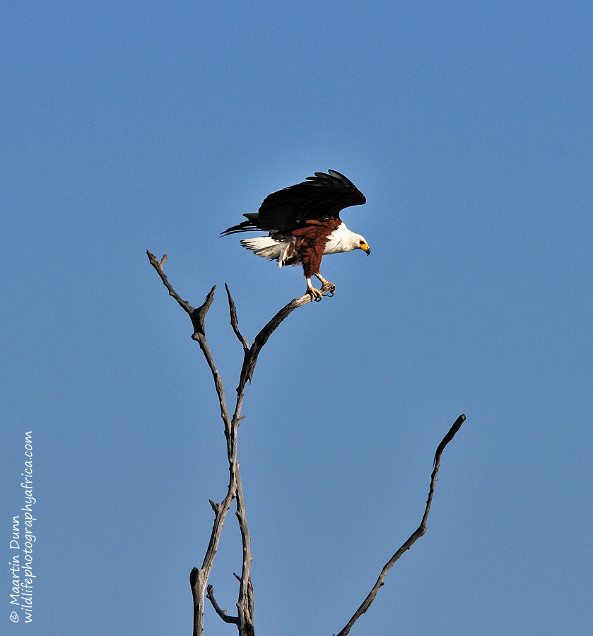 African Fish Eagle - (Haliaeetus vocifer)
