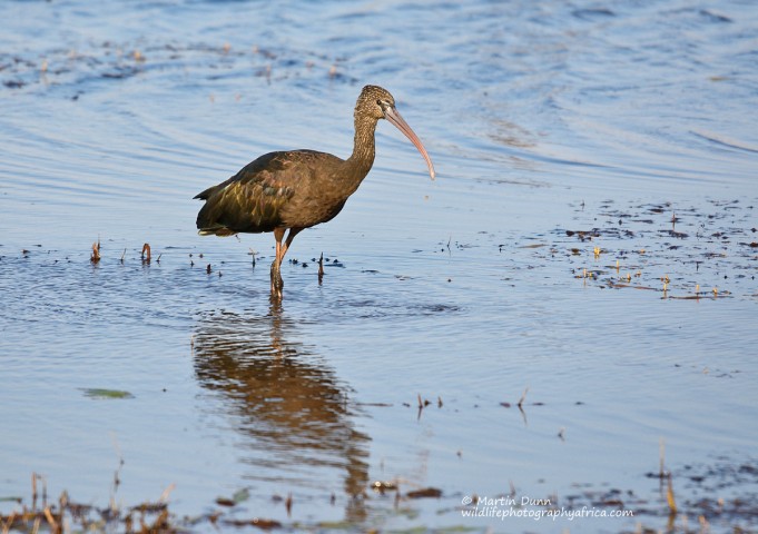 Glossy Ibis - (Plegadis falcinellus)