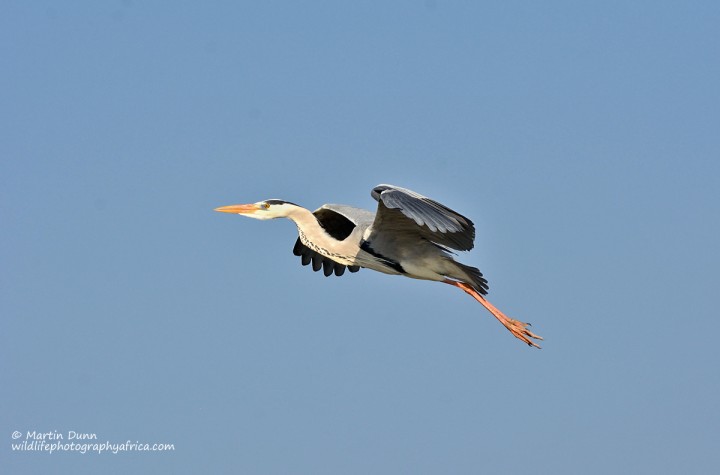 Grey Heron - (Ardea cinerea)