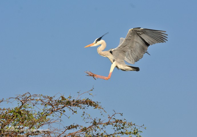 Grey Heron - (Ardea cinerea)