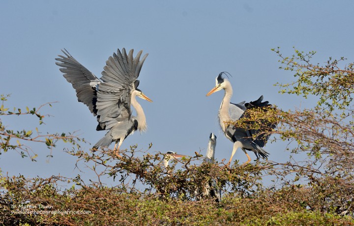 Grey Herons (Ardea cinerea)