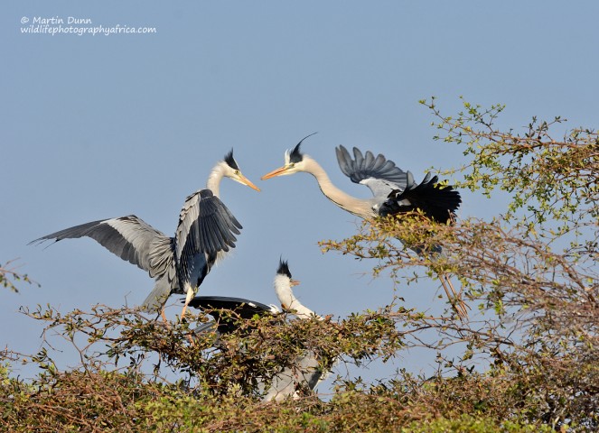 Grey Herons - (Ardea cinerea)