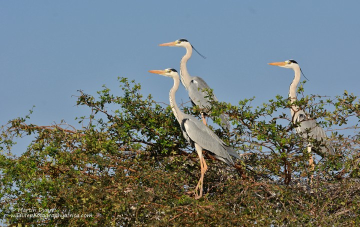 Grey herons - (Ardea cinerea)