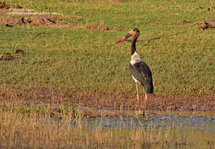 Saddle Billed Stork - (Ephippiorhynchus senegalensis)