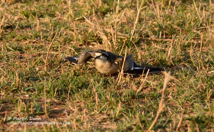 Kittlitz's Plover - (Charadrius pecuarius)