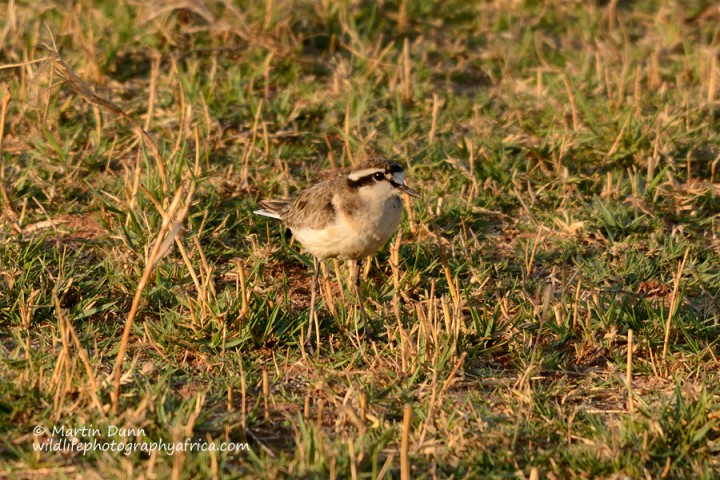 Kittlitz's Plover - (Charadrius pecuarius)