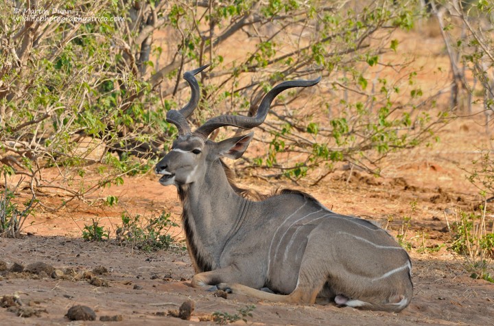 Greater Kudu