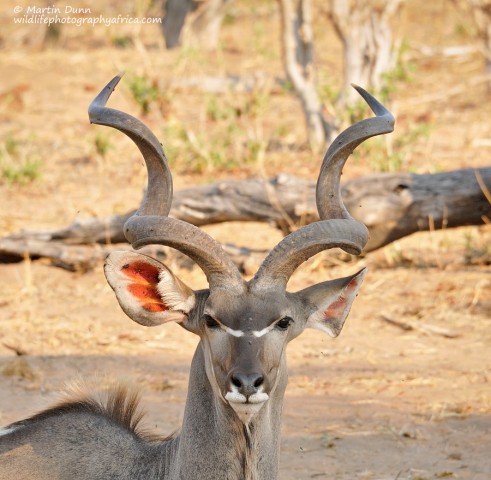 Greater Kudu