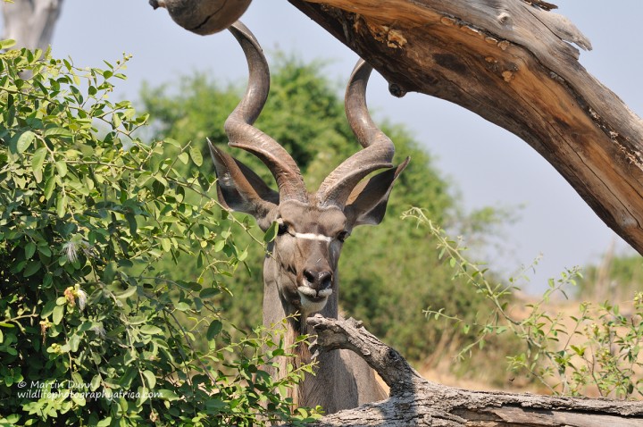 Greater Kudu