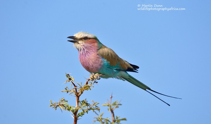 Lilac Breasted Roller - (Coracias caudatus)