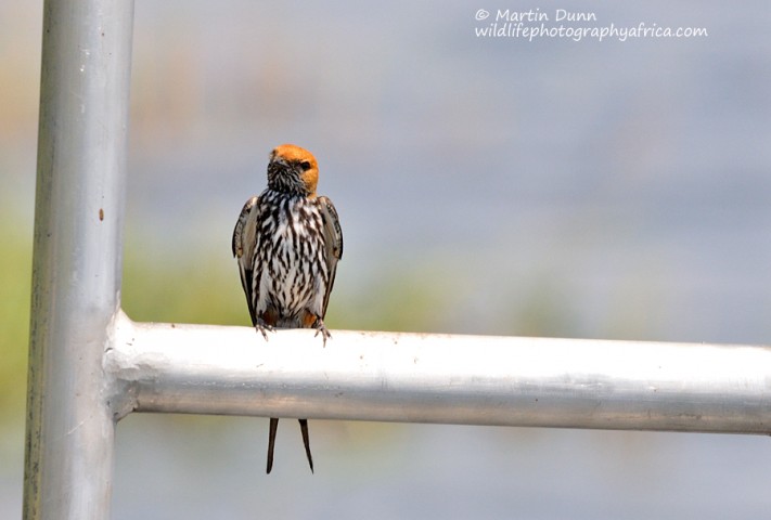 a Lesser Striped Swallow uses one of the moored boats as a perch