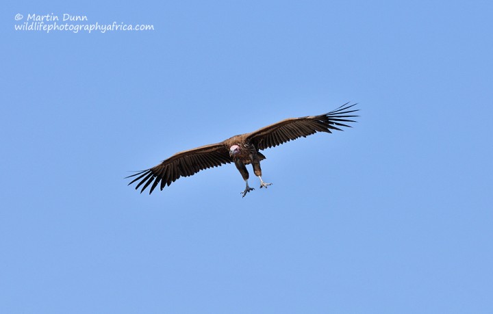 Lappet Faced Vulture - (Aegypius tracheliotos)