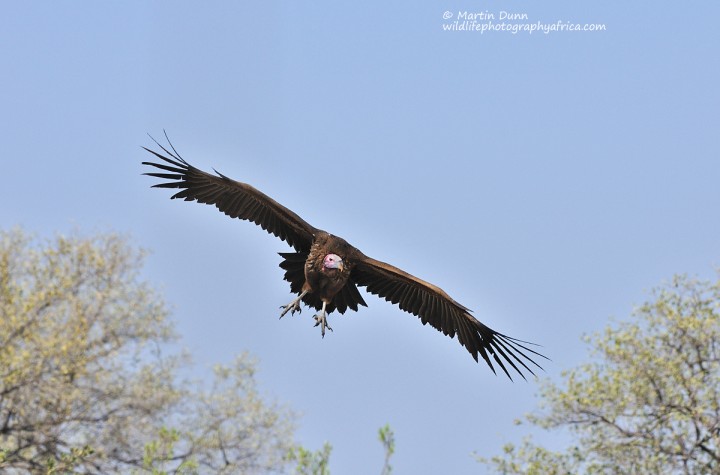Lappet Faced Vulture - (Aegypius tracheliotos)