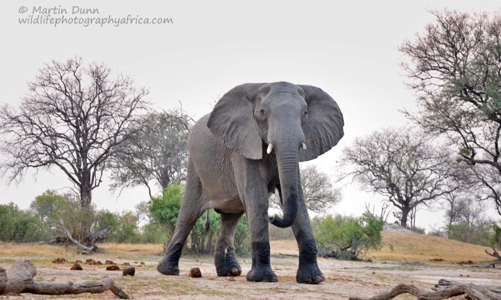 Elephant bull - Hwange NP