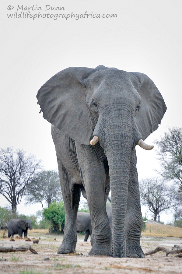 Elephant bull - Hwange NP