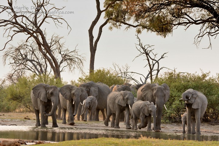 Elephants at the 'Look Up'