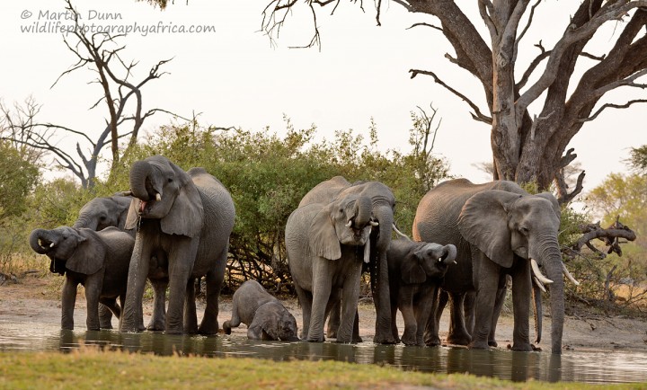 Elephants at the 'Look Up' - Hwange NP