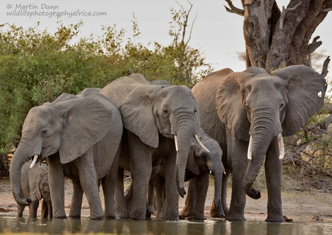 Elephants at the 'Look Up' - Hwange NP