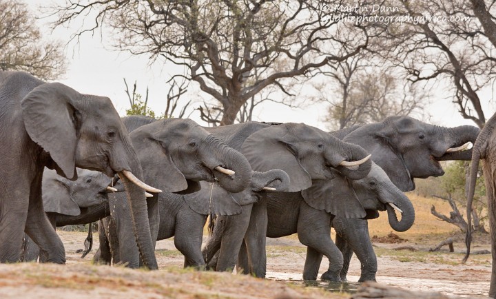 Elephants at the 'Look Up' - Hwange NP