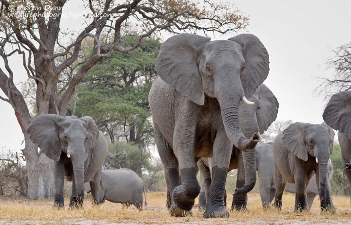 Elephants approach the 'Look Up' - hwange NP