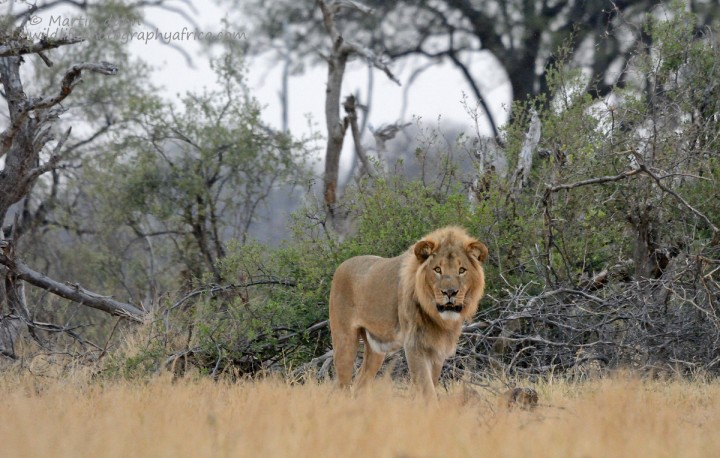 Male Lion