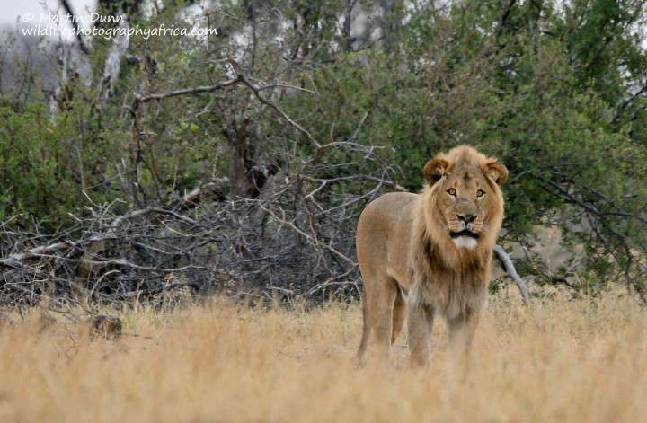 Male Lion - Hwange NP