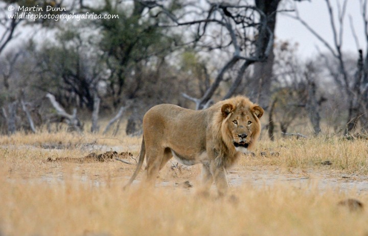 male Lion - Hwange NP