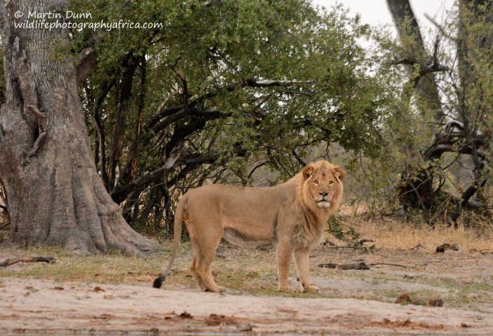 Male Lion - Hwange NP